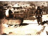 Olives are first pulped in a circular stone basin by rolling a large wheel over them.